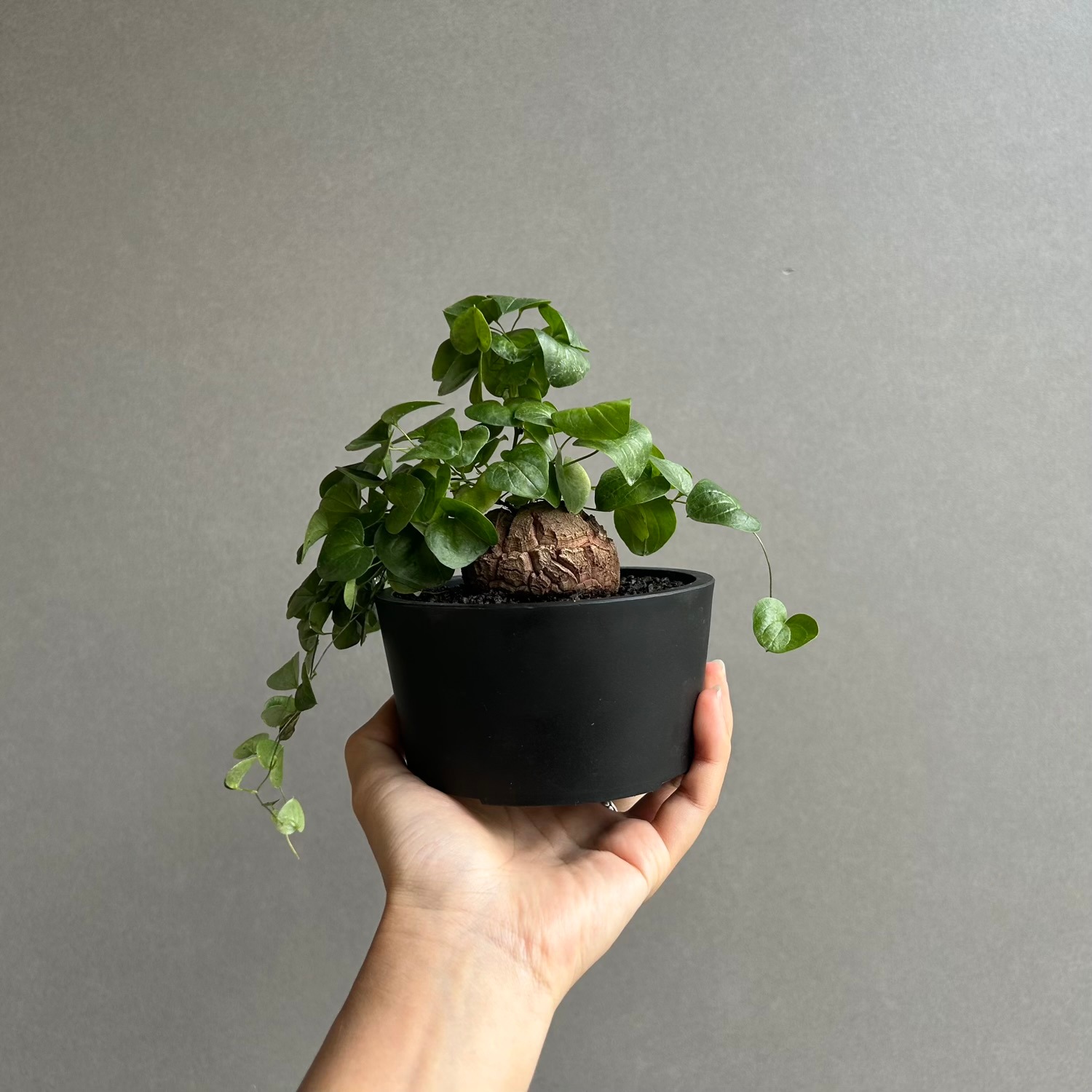 亀甲竜 ディオスコレア エレファンティペス｜Dioscorea elephantipes