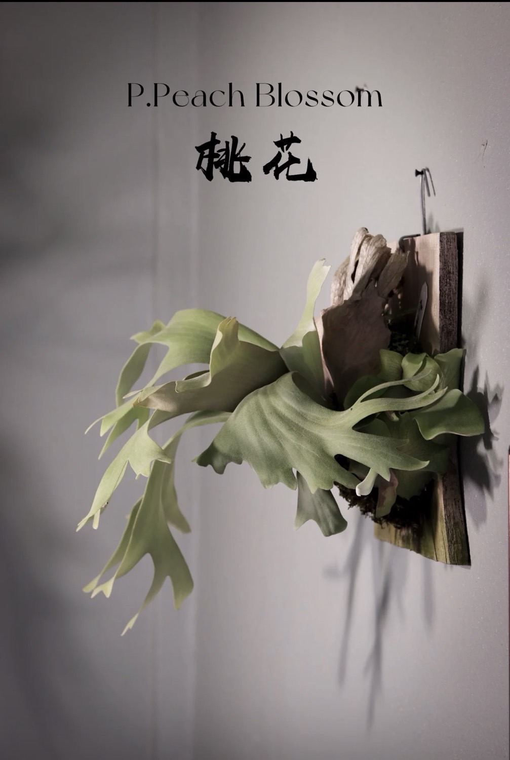 予約販売終了】/ ≪Flower collection≫/ビカクシダ ピーチ ブロッサム