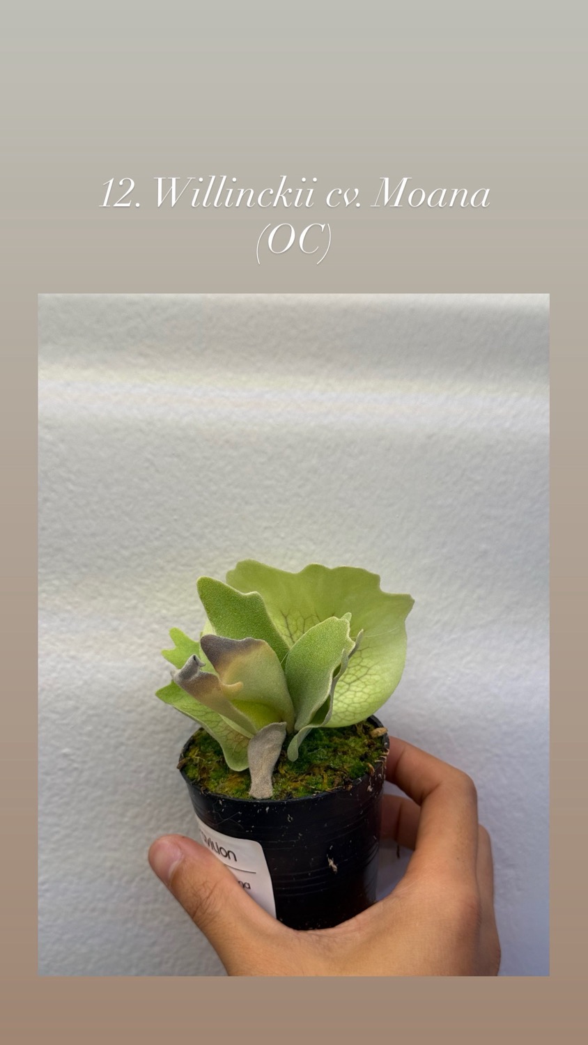 P. willinckii cv. Moana ビカクシダ 7月下旬～8月上旬お渡し【予約販売】/ビカクシダ ウィリンキー