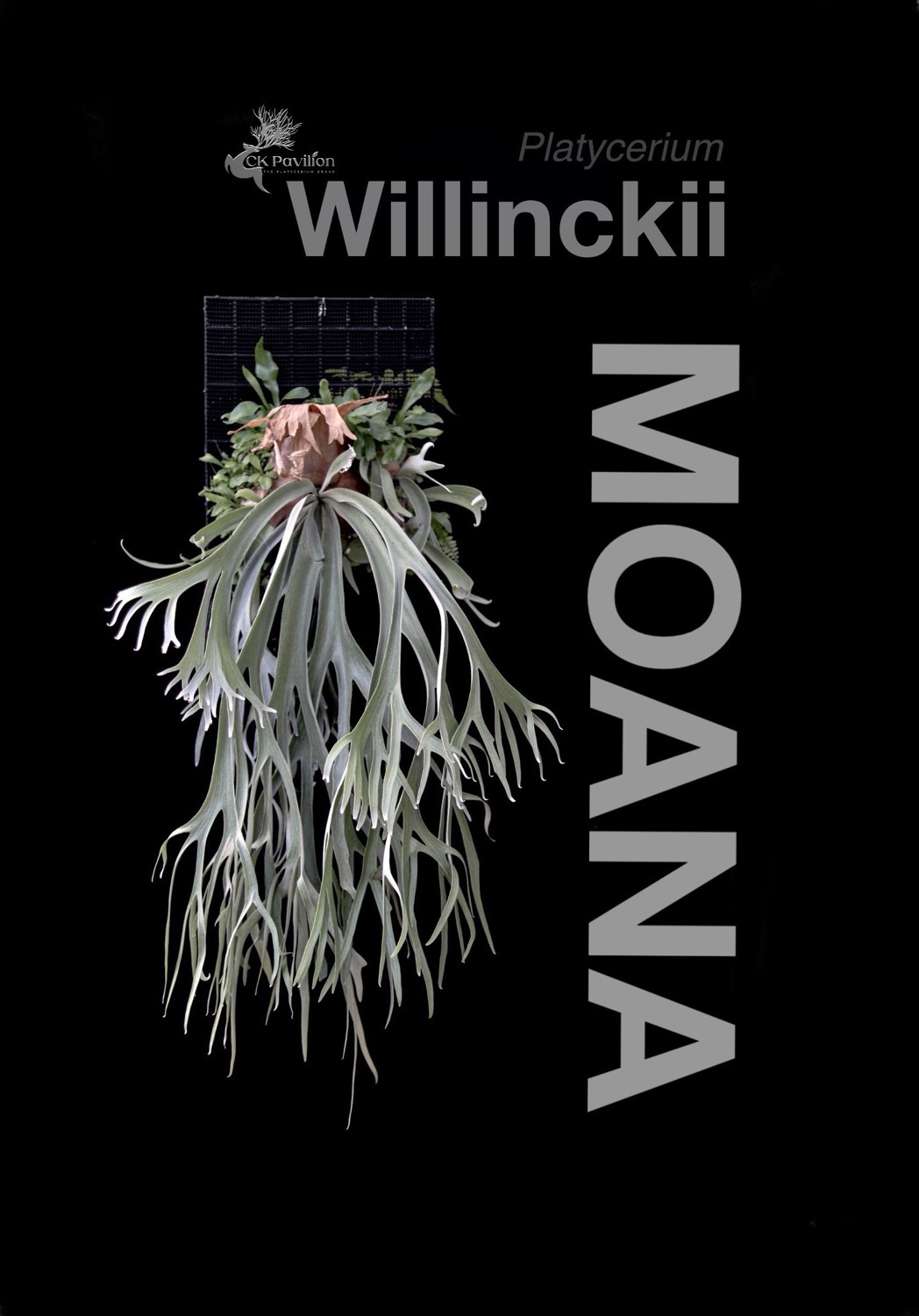 P. willinckii cv. Moana ビカクシダ 7月下旬～8月上旬お渡し【予約販売】/ビカクシダ ウィリンキー