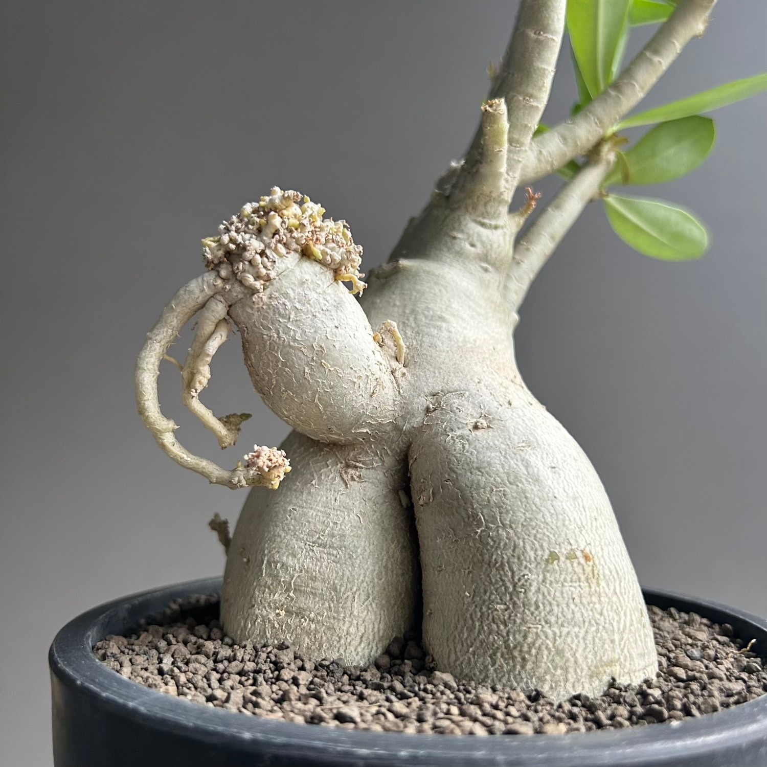 F762 Adenium obesum アデニウム・オベスム特選実生50株同梱 アデニウム オベスム '選抜個体'｜個性的な樹形を楽しむ塊根植物