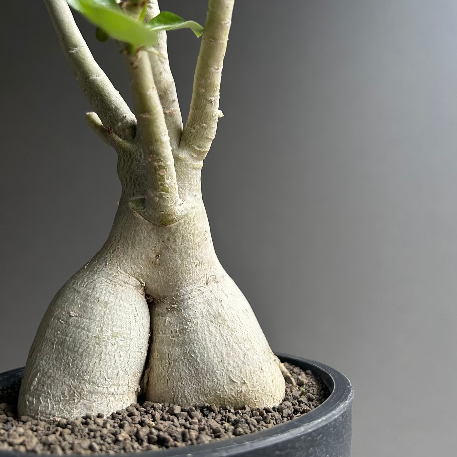 F762 Adenium obesum アデニウム・オベスム特選実生50株同梱 アデニウム オベスム '選抜個体'｜個性的な樹形を楽しむ塊根植物