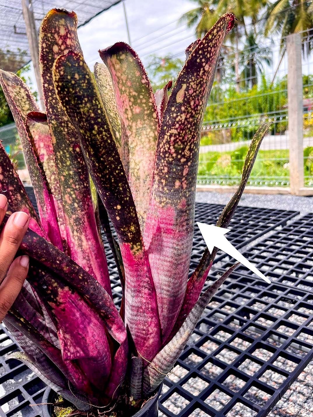 Billbergia Pink Panther x Bruddah Iz｜ビルベルギアの一株｜SHOUCHIKU-EN