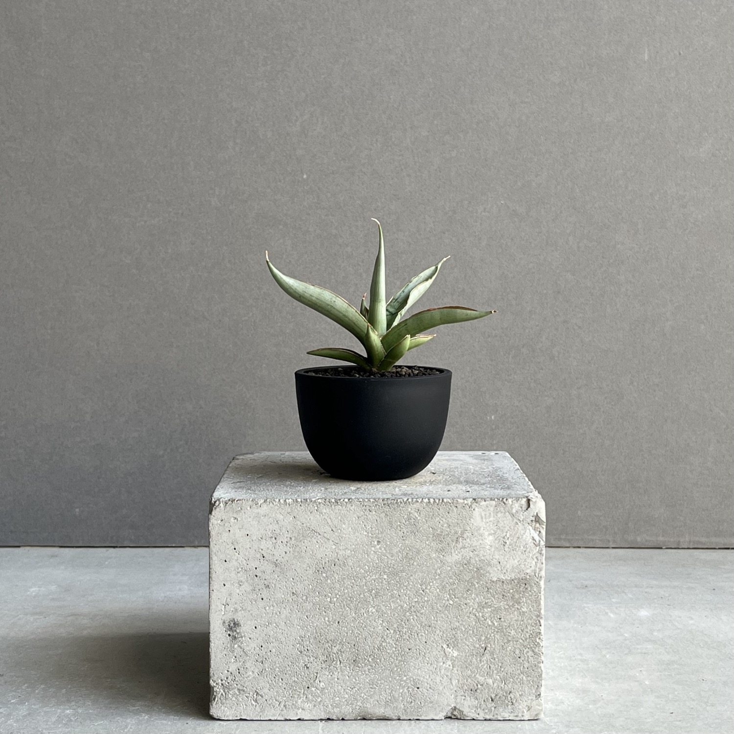EMP サンセベリア LEXUS レクサス / SA386 サンセベリア(サンスベリア) レクサス Sansevieria Lexus Unyamanee