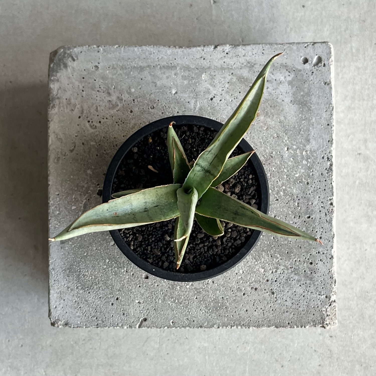 サンセベリア(サンスベリア) レクサス Sansevieria Lexus Unyamanee