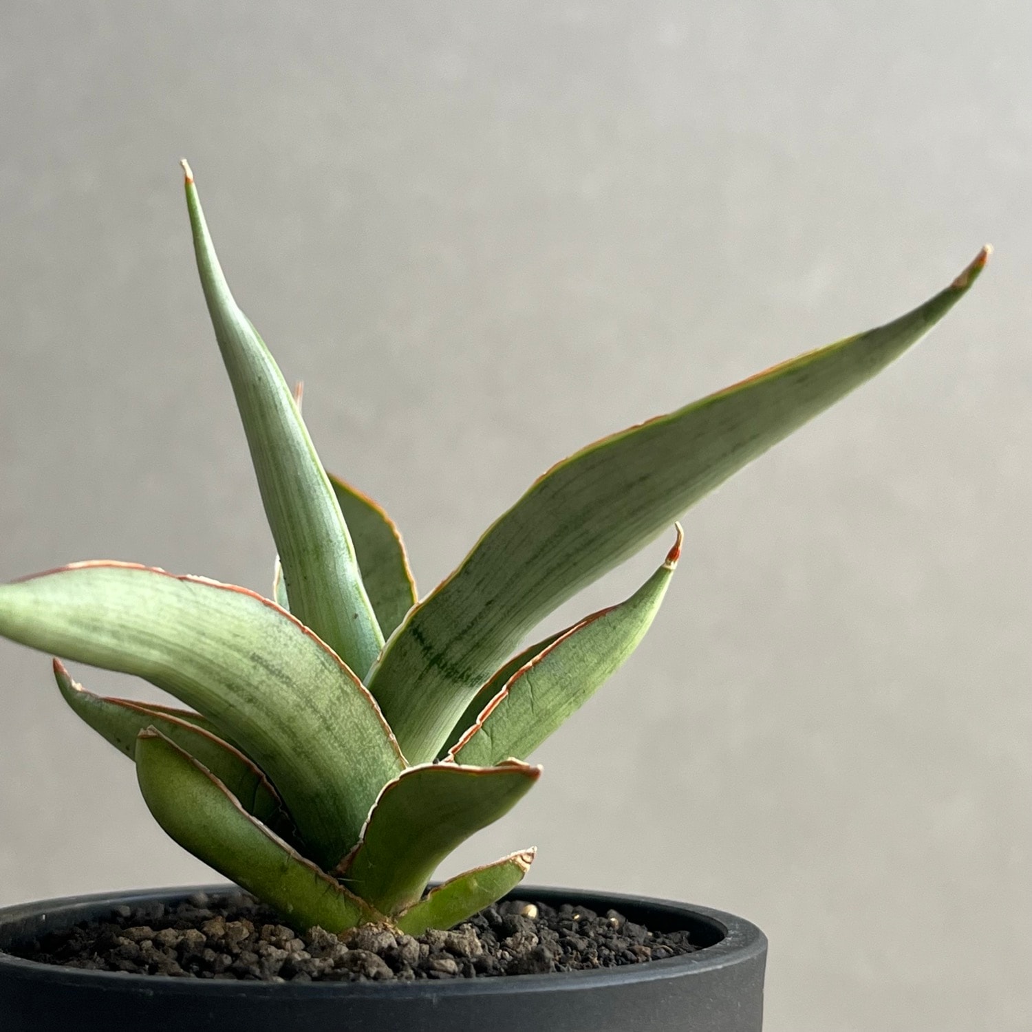 EMP サンセベリア LEXUS レクサス / SA386 サンセベリア(サンスベリア) レクサス Sansevieria Lexus Unyamanee