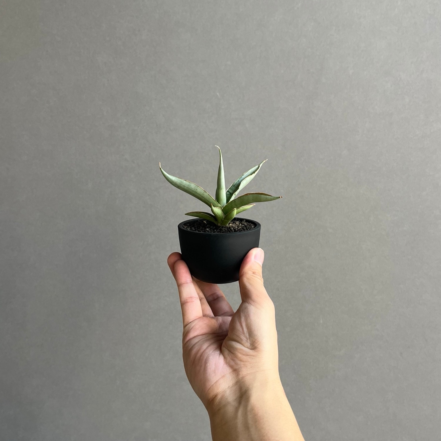 EMP サンセベリア LEXUS レクサス / SA386 サンセベリア レクサス Sansevieria Lexus Unyamanee Garden 観葉植物