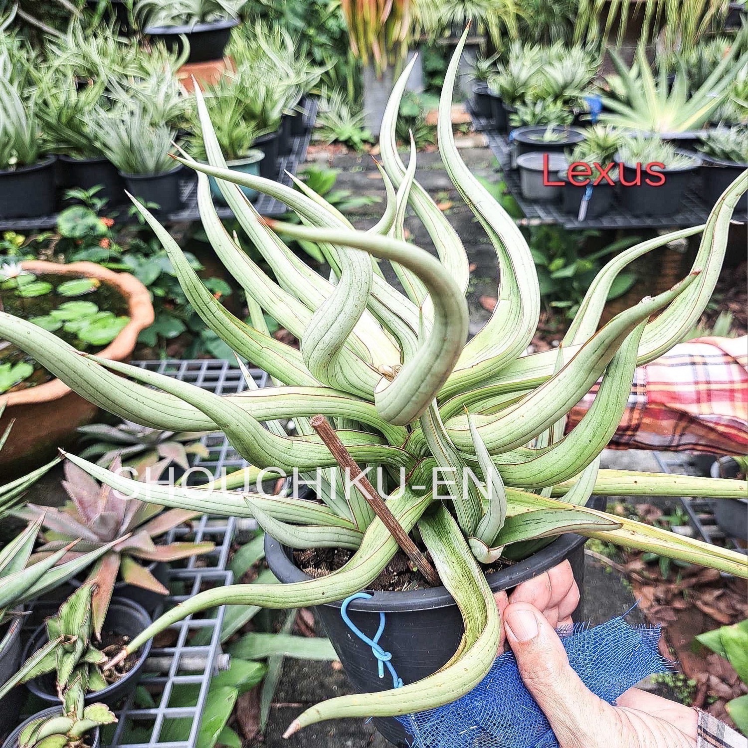 サンセベリア(サンスベリア) レクサス Sansevieria Lexus Unyamanee