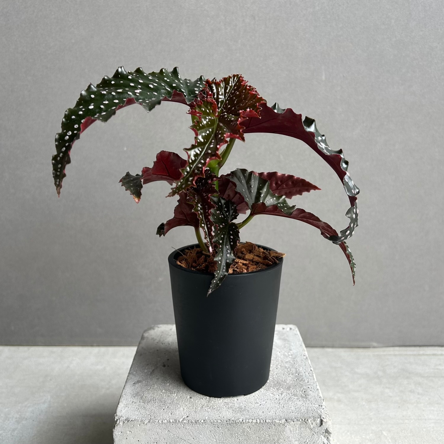 ベゴニア リトルミスマミー｜Begonia 観葉植物 小型 インテリア