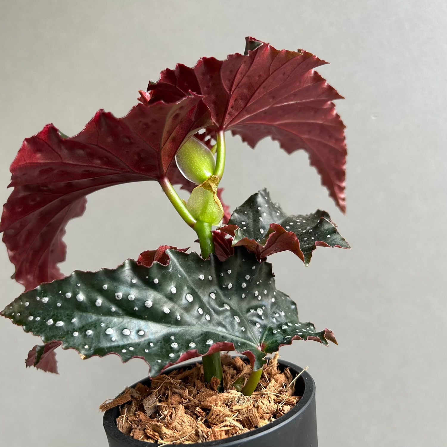 ベゴニア リトルミスマミー｜Begonia 観葉植物 小型 インテリア