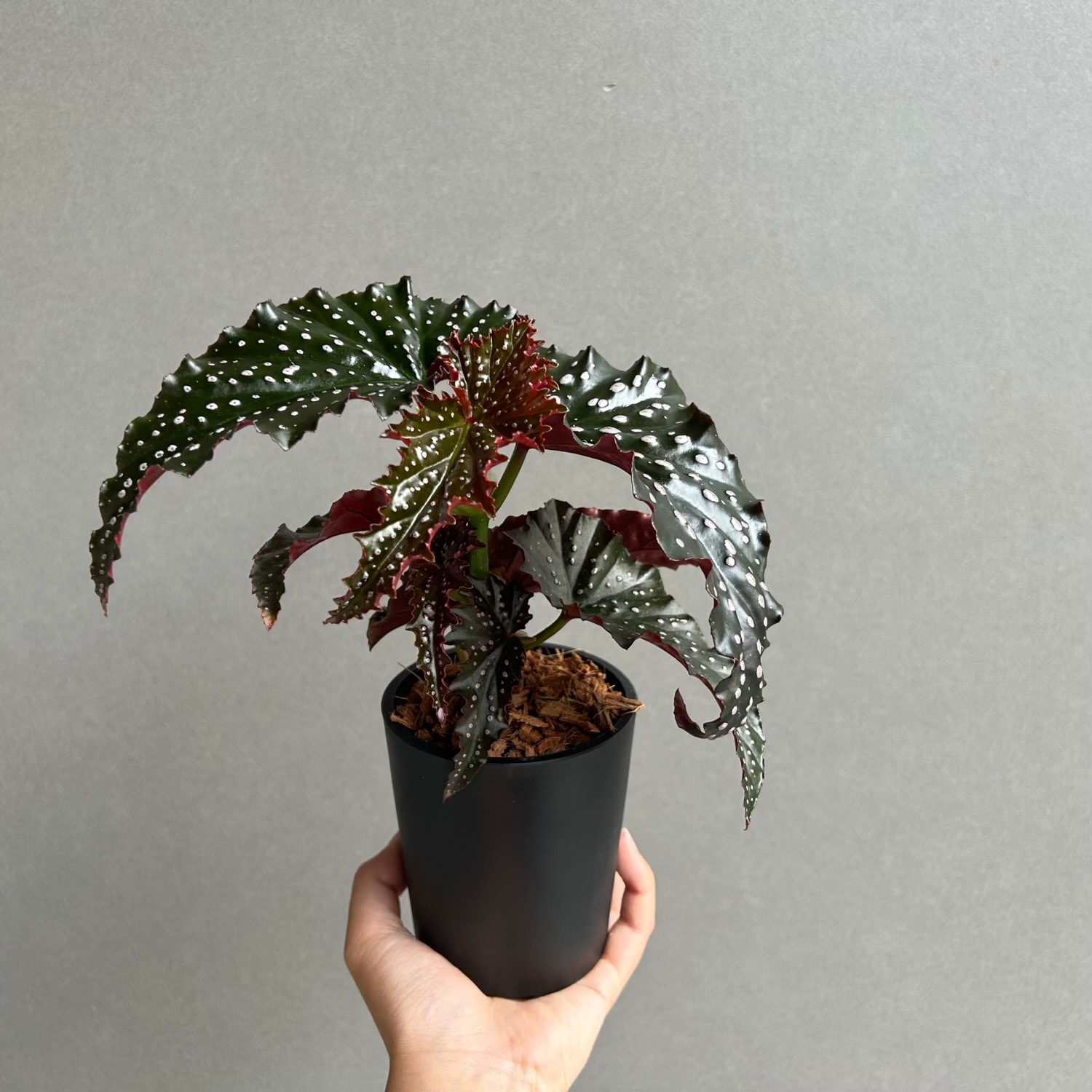 ベゴニア リトルミスマミー｜Begonia 観葉植物 小型 インテリア