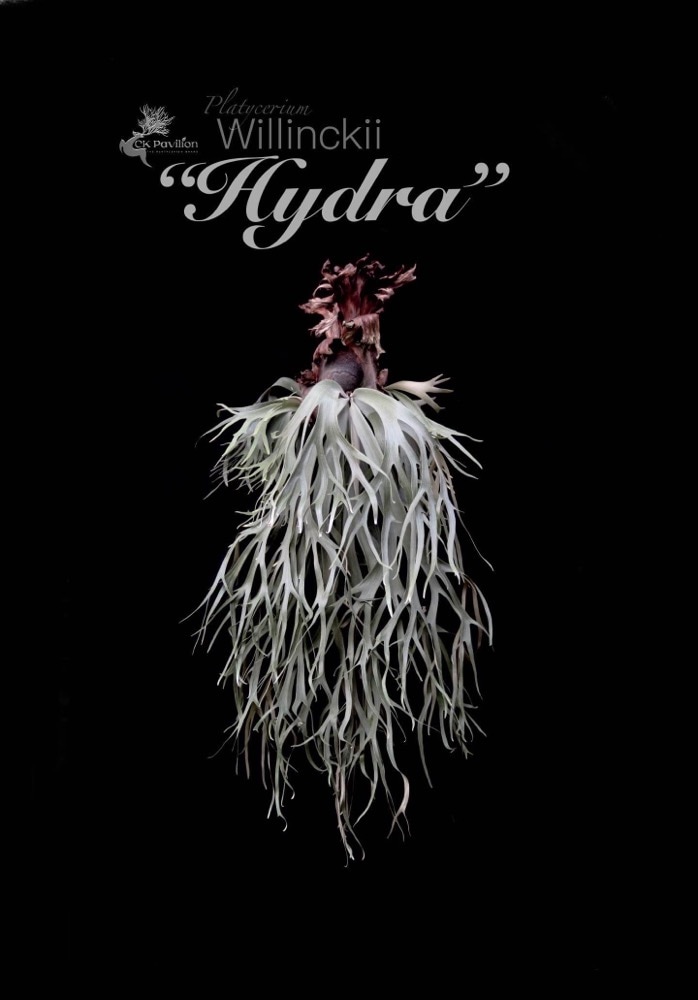 willinckii cv.Hydra ヒドラ　ウィリンキー　ビカクシダ ビカクシダ ウィリンキー cv. ヒドラ｜ウィリンキーの子株｜SHOUCHIKU-EN
