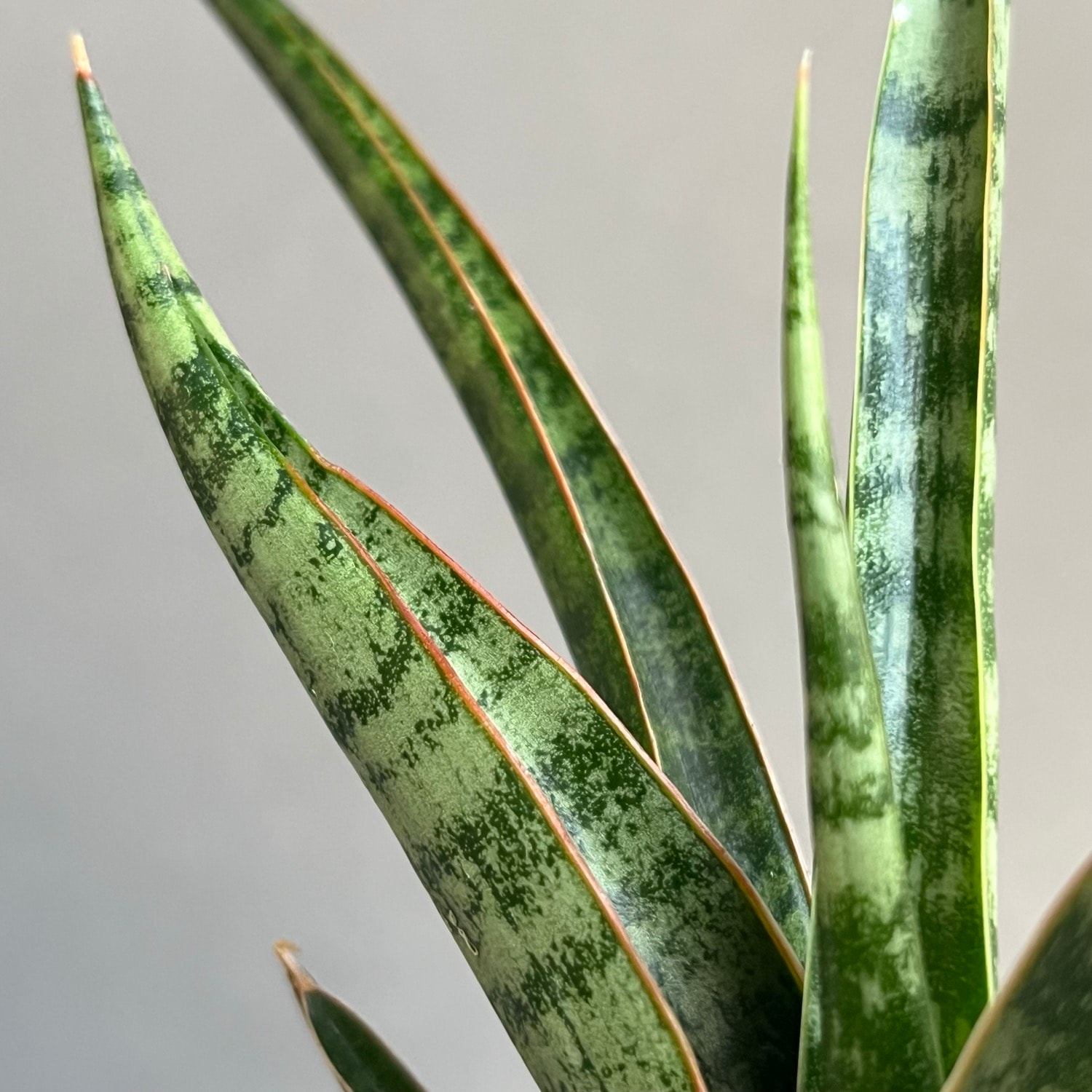 サンセベリア コヨーテ Sansevieria Coyote 観葉植物 珍しい品種