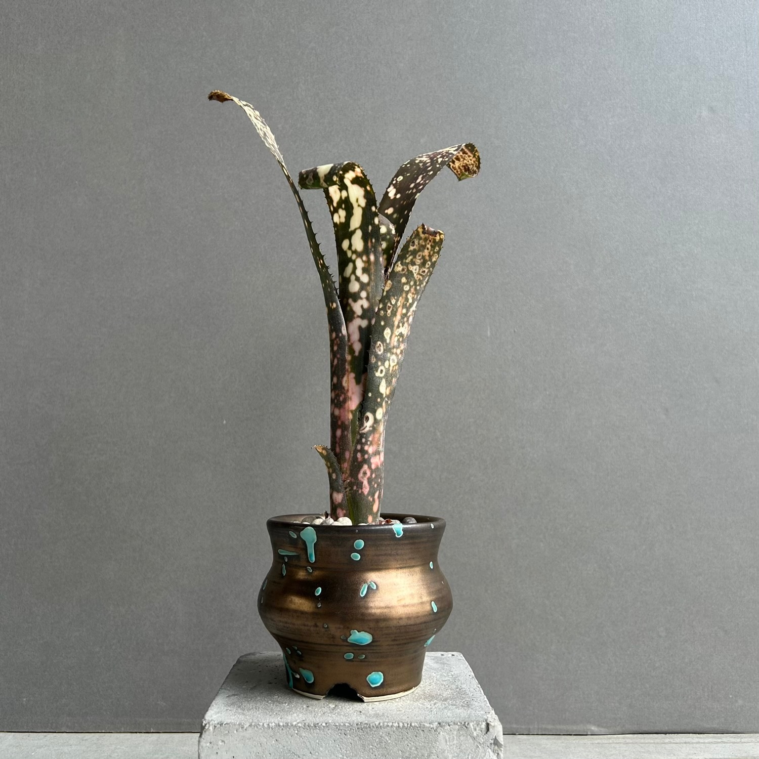 ビルベルギア コールドフュージョン｜Billbergia タンクブロメリア