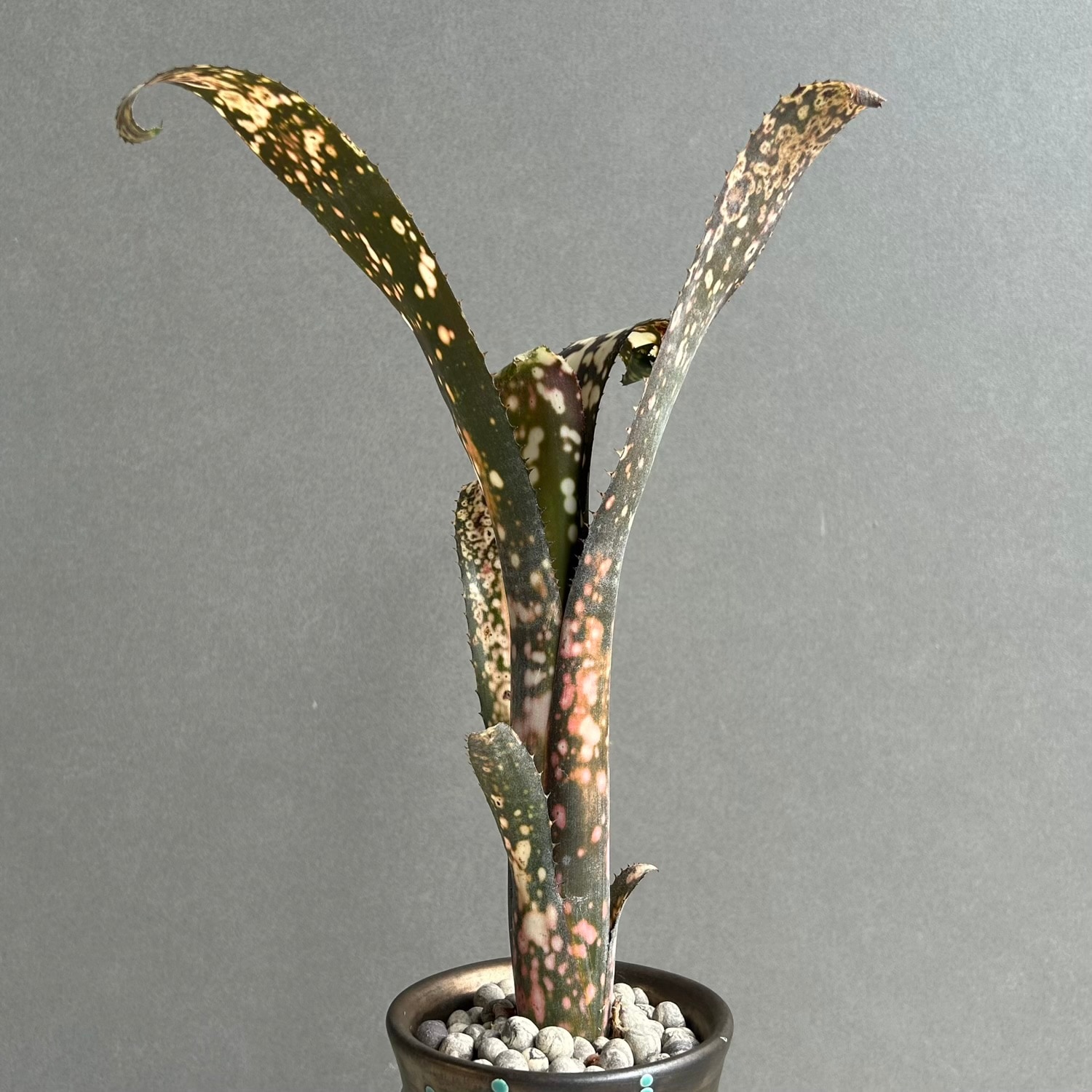 ビルベルギア コールドフュージョン｜Billbergia タンクブロメリア
