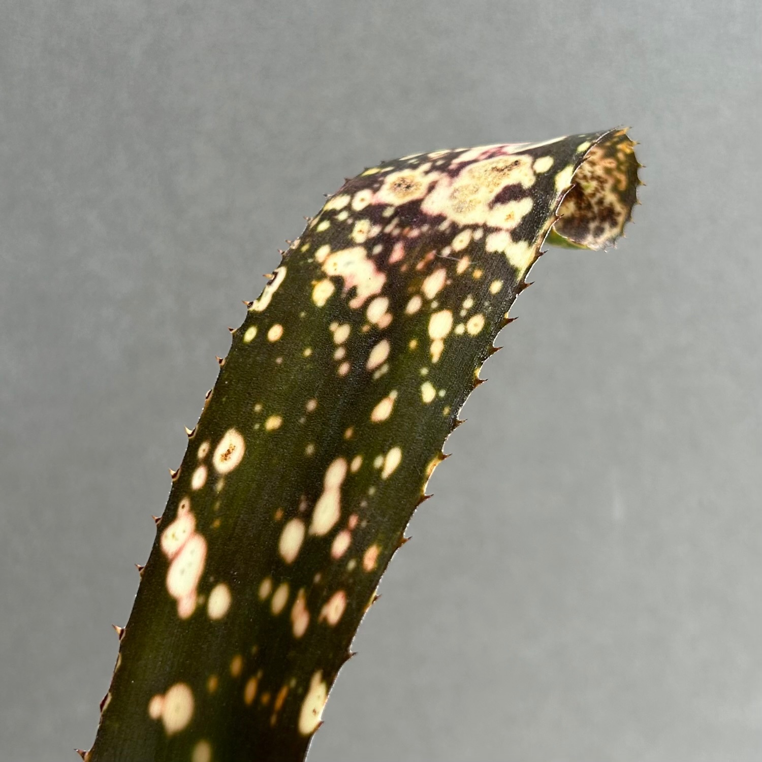 ビルベルギア コールドフュージョン｜Billbergia タンクブロメリア