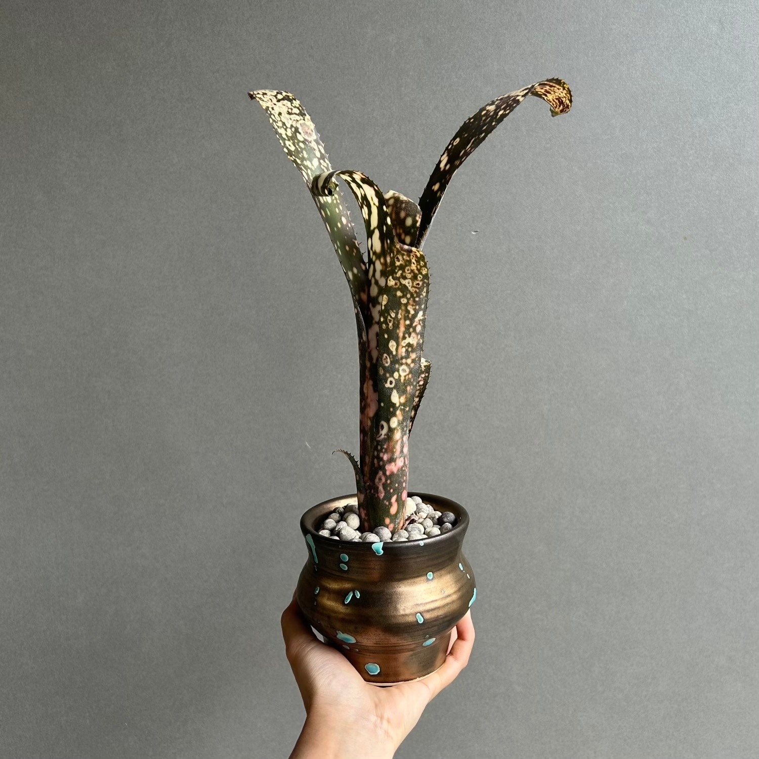 ビルベルギア コールドフュージョン｜Billbergia タンクブロメリア