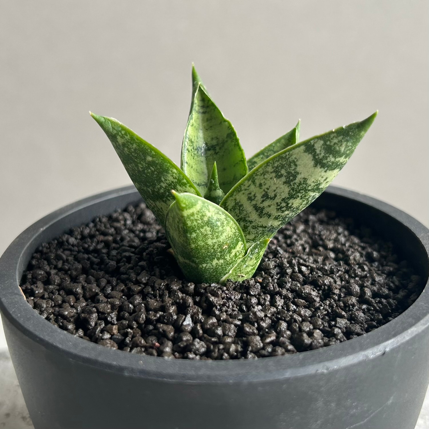 サンセベリア(サンスベリア) マニー タワー Sansevieria Manee Tower