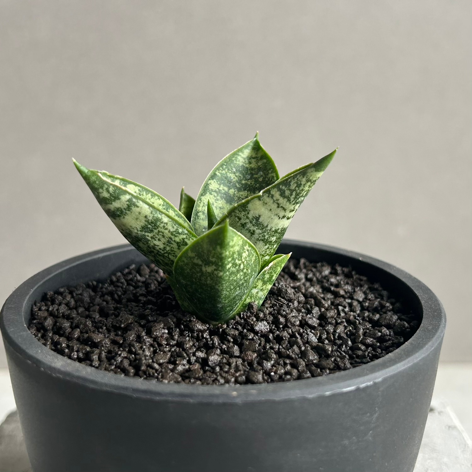 サンセベリア(サンスベリア) マニー タワー Sansevieria Manee Tower