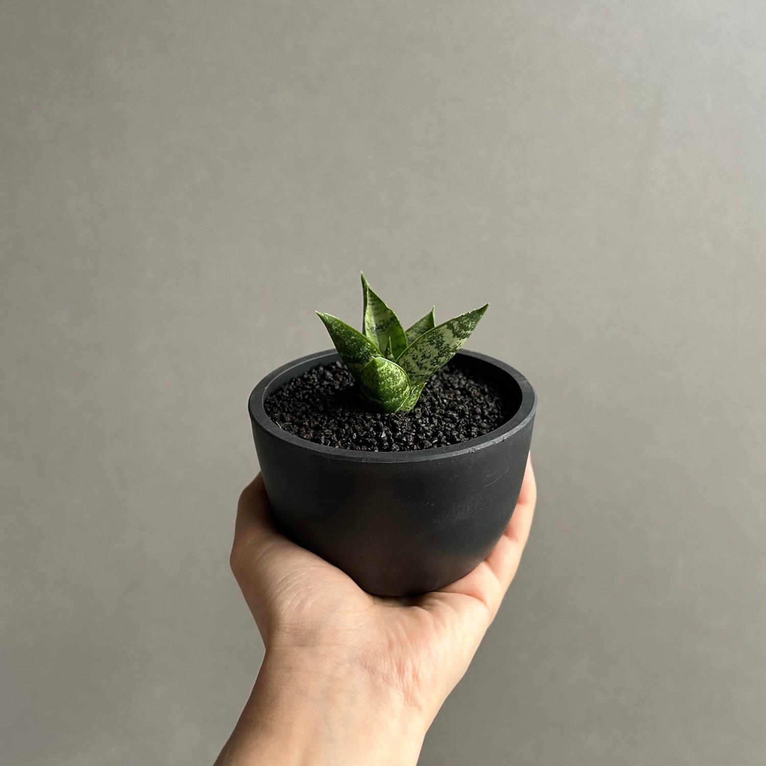 サンセベリア(サンスベリア) マニー タワー Sansevieria Manee Tower