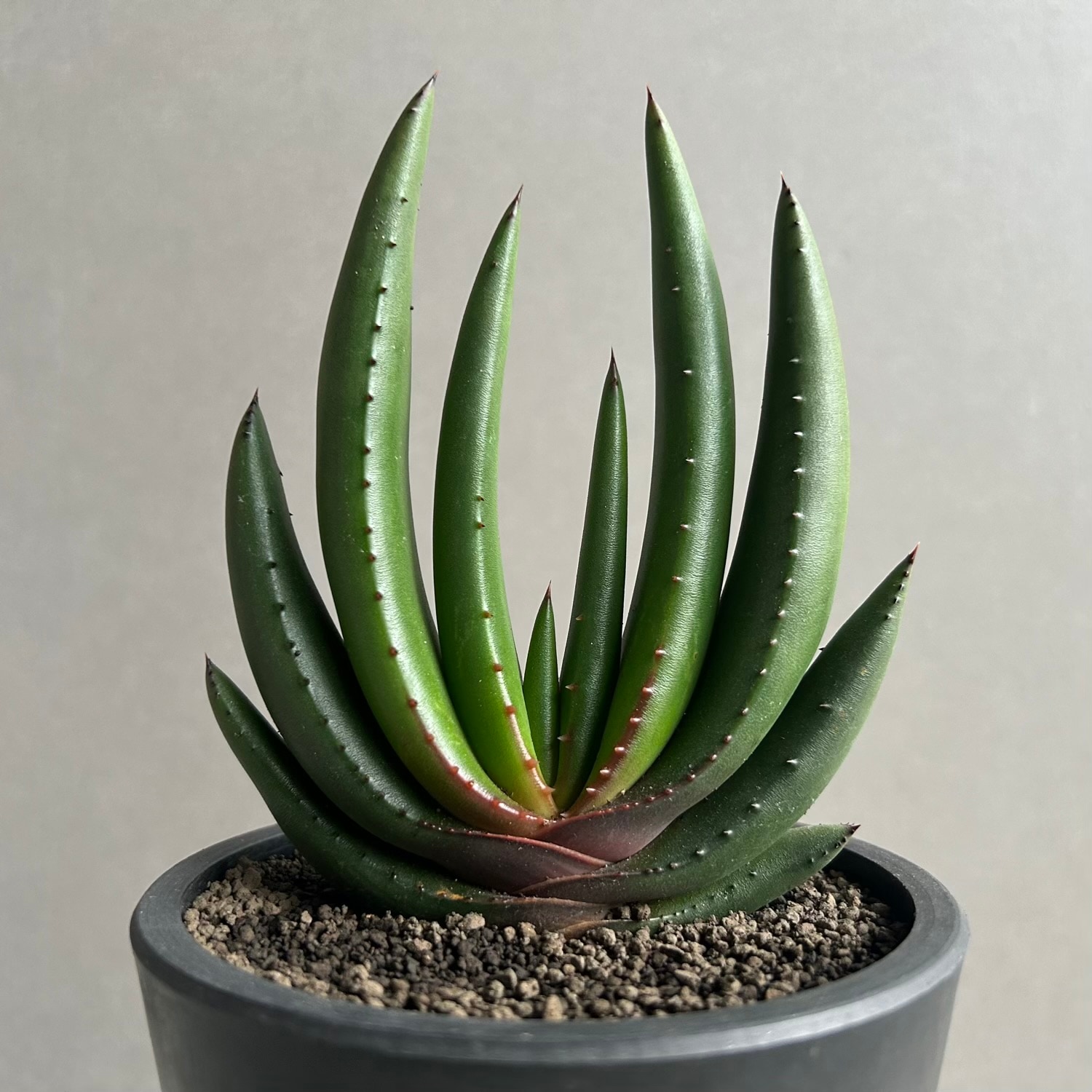 新品　JELLY CAT　アロエ　植物　多肉植物　アロエベラ　観葉植物　緑 新品 JELLY CAT アロエ 植物 多肉植物 アロエベラ 観葉植物 緑 新品