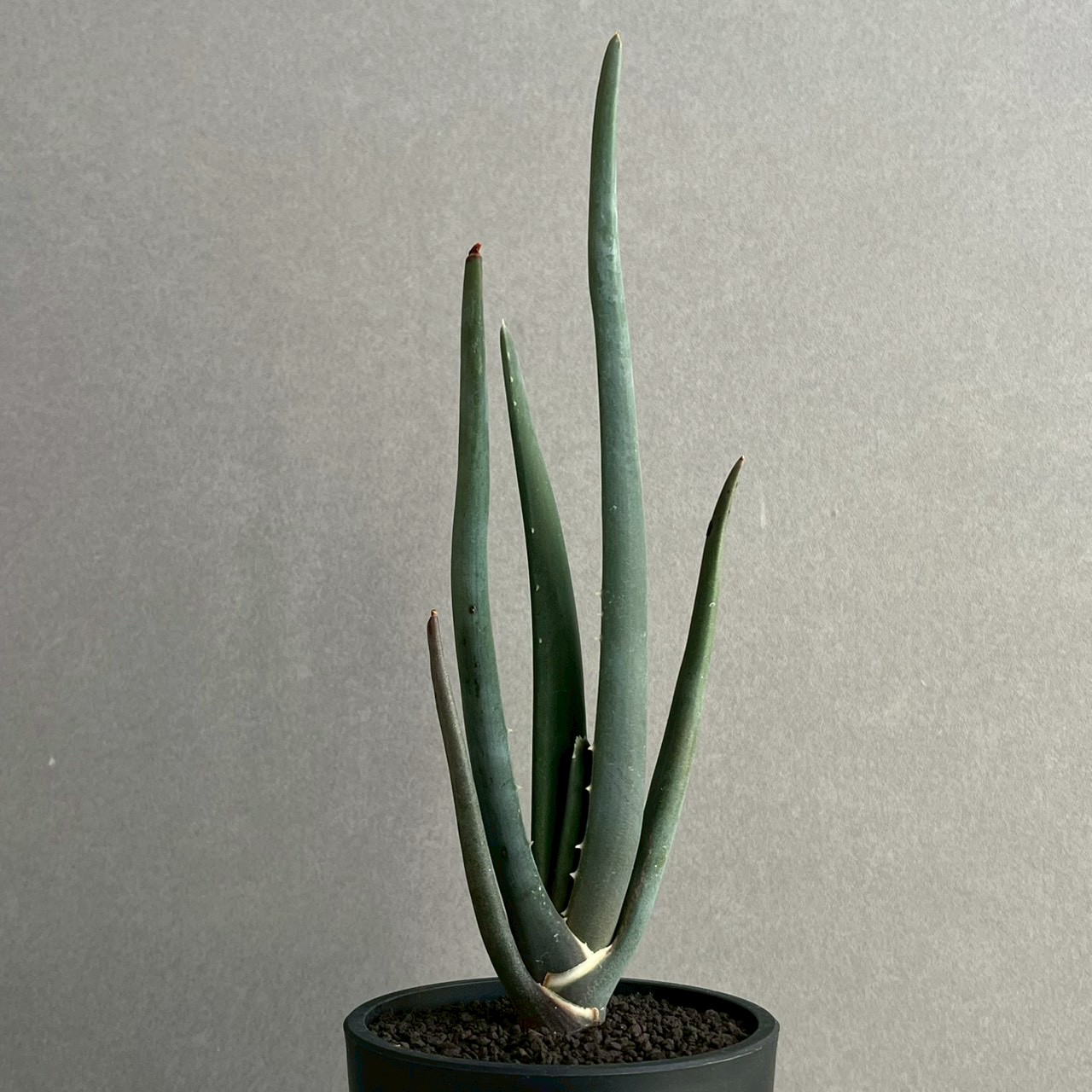 アロエ スザンナエ｜Aloe suzannae ツリーアロエ 多肉植物 希少 観葉植物