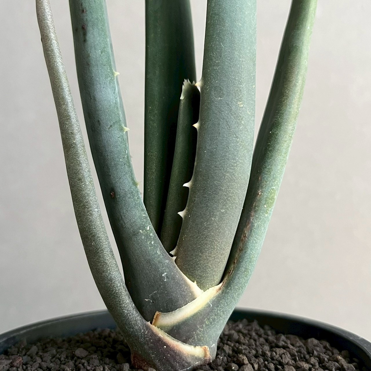 アロエ スザンナエ｜Aloe suzannae ツリーアロエ 多肉植物 希少 観葉植物