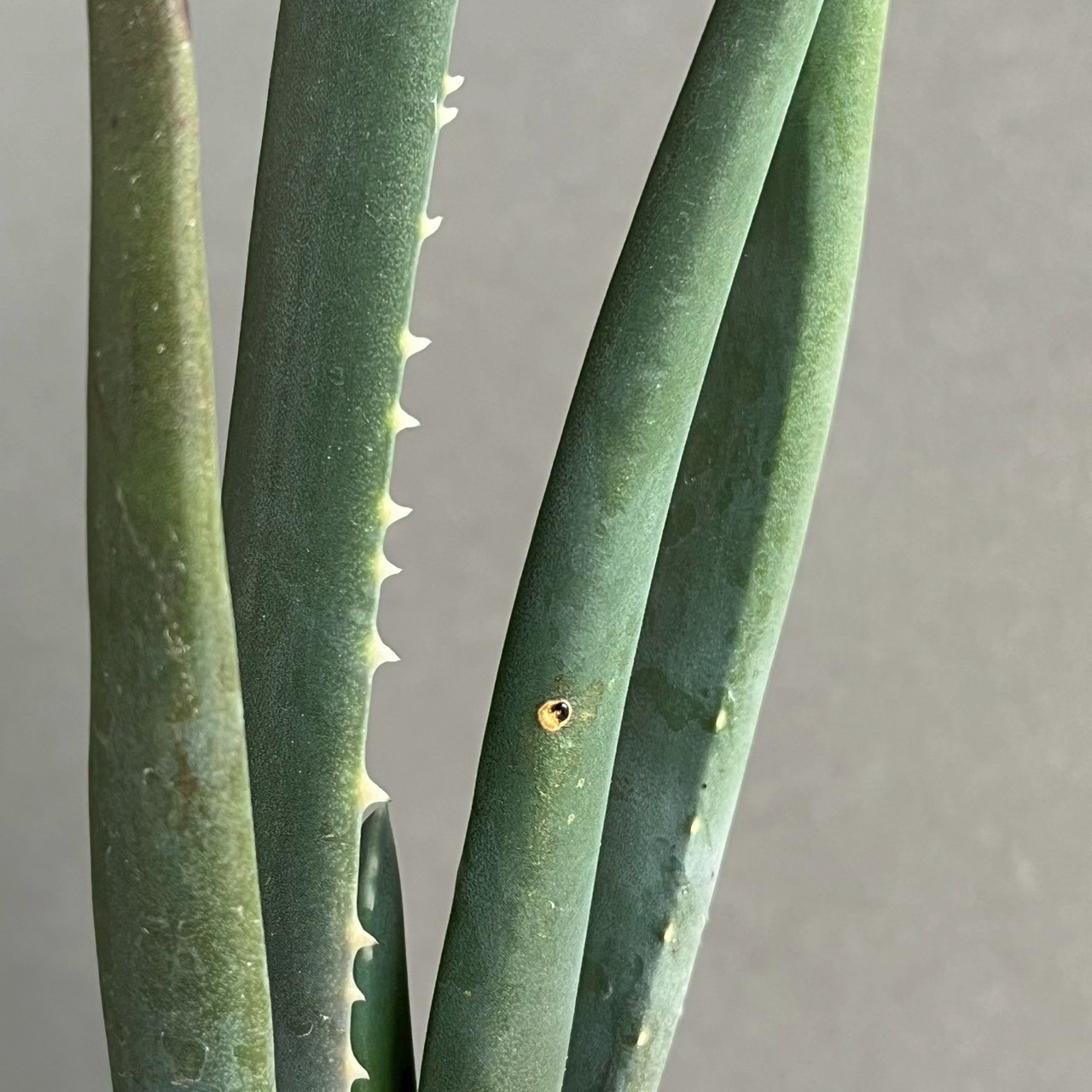 アロエ スザンナエ｜Aloe suzannae ツリーアロエ 多肉植物 希少 観葉植物