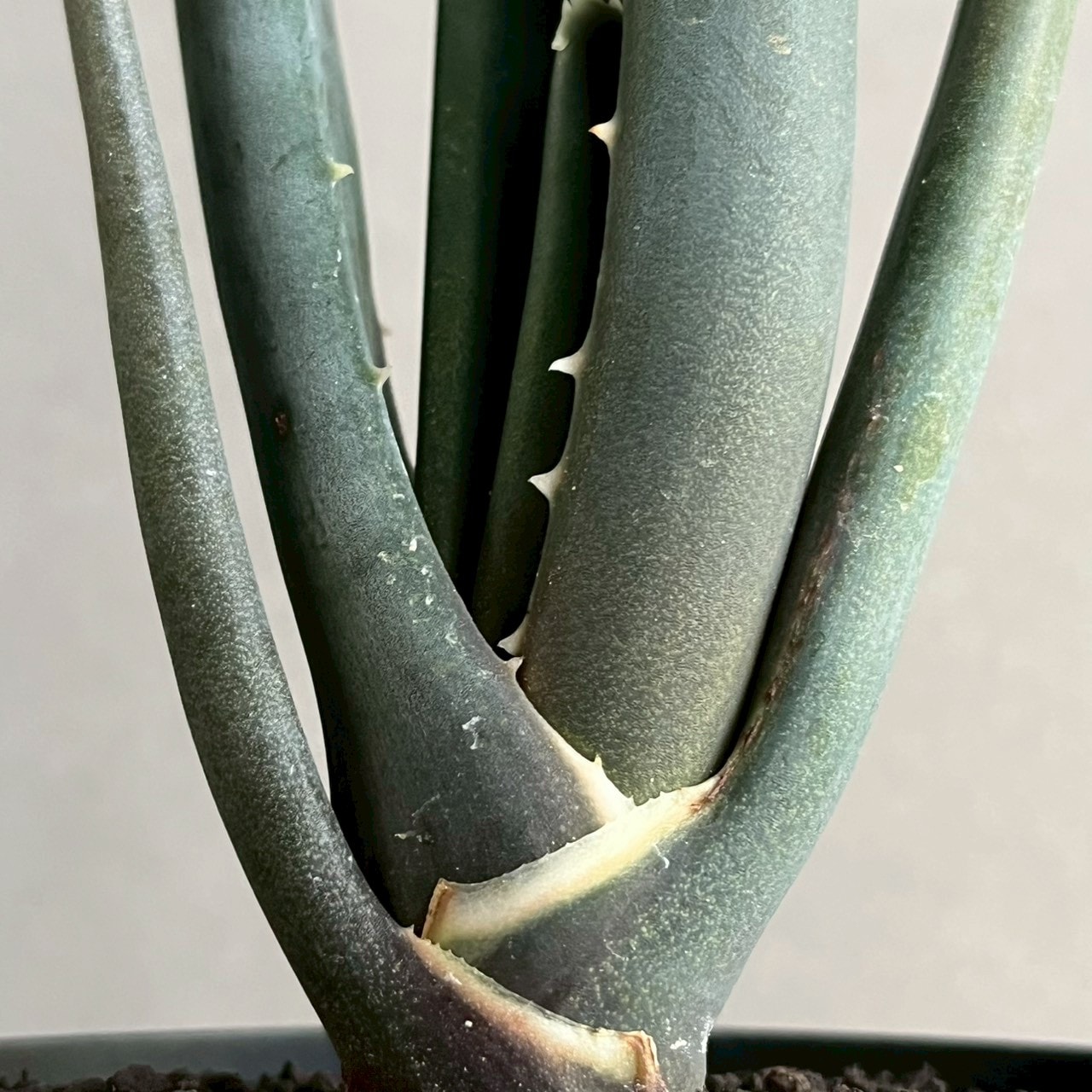 アロエ スザンナエ｜Aloe suzannae ツリーアロエ 多肉植物 希少 観葉植物
