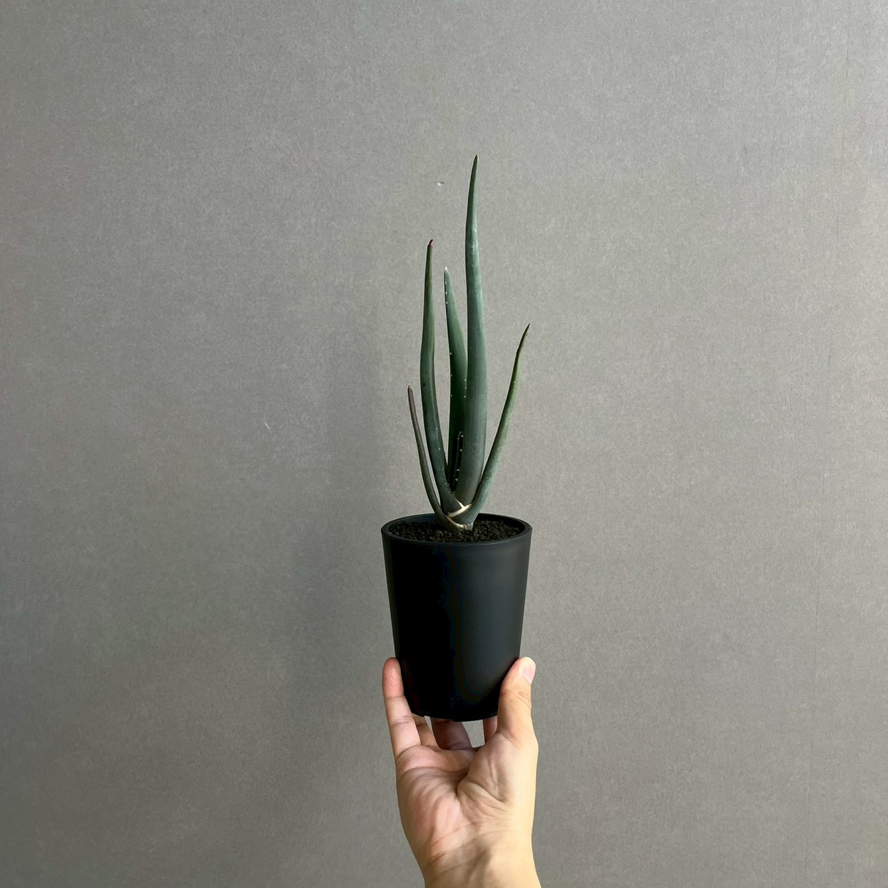 アロエ スザンナエ｜Aloe suzannae ツリーアロエ 多肉植物 希少 観葉植物