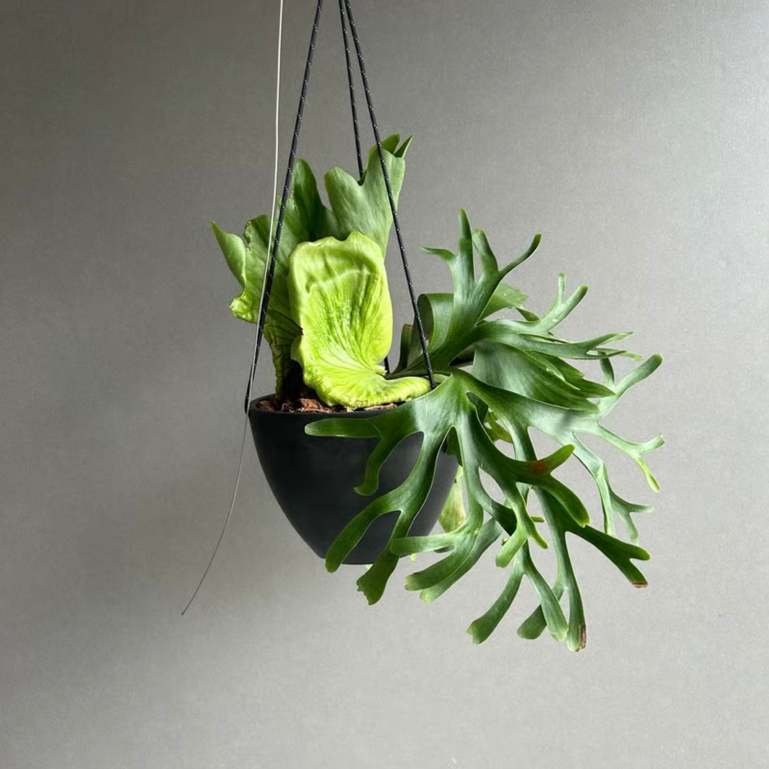 ビカクシダ コロナリウム “タオ ビン” Platycerium coronarium “Tao