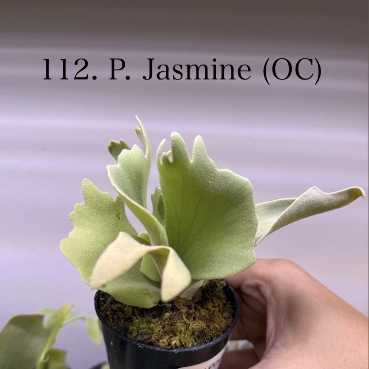 7月上旬～中旬お渡し【予約販売】全2株/ ≪Flower collection≫/ビカクシダ