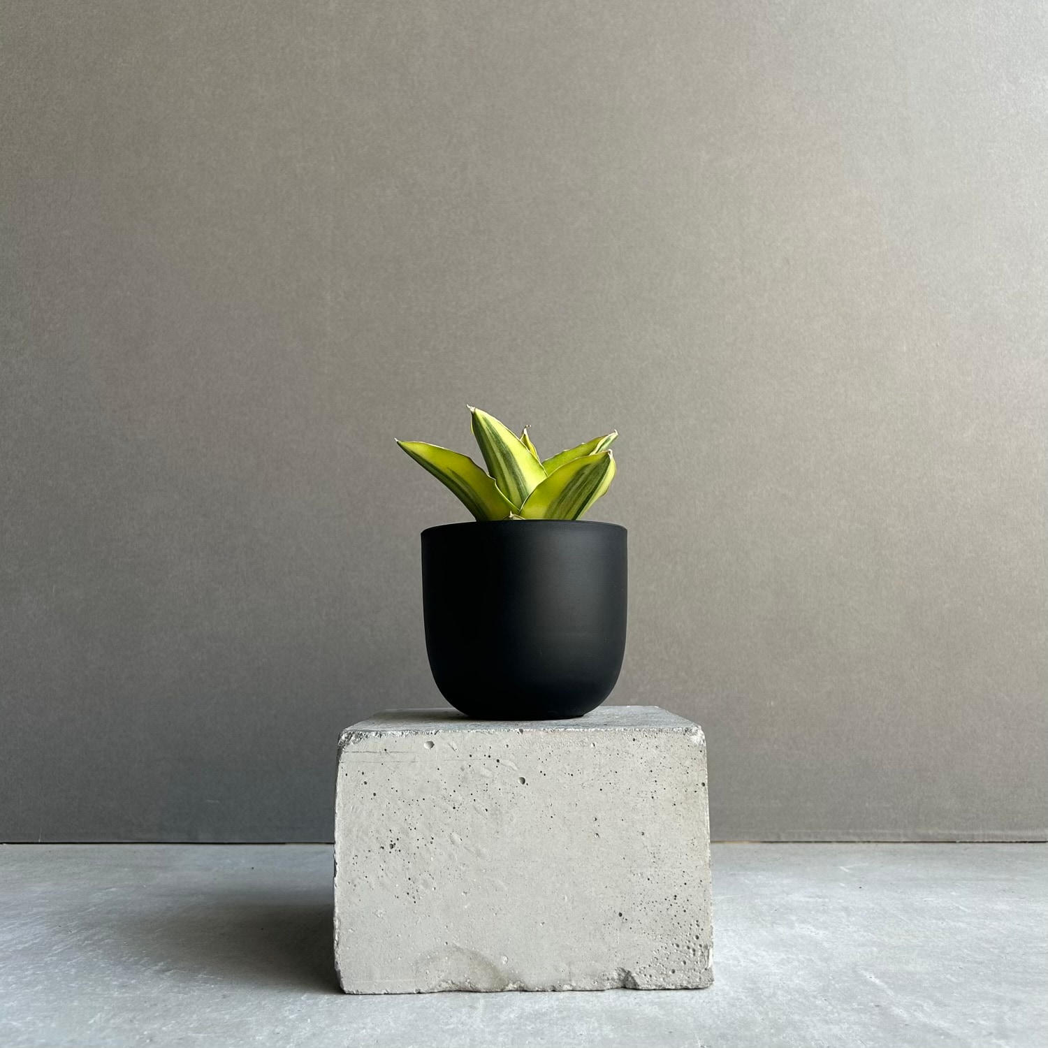 サンセベリア アンダマン 斑入「Sansevieria Andaman Variegated 」