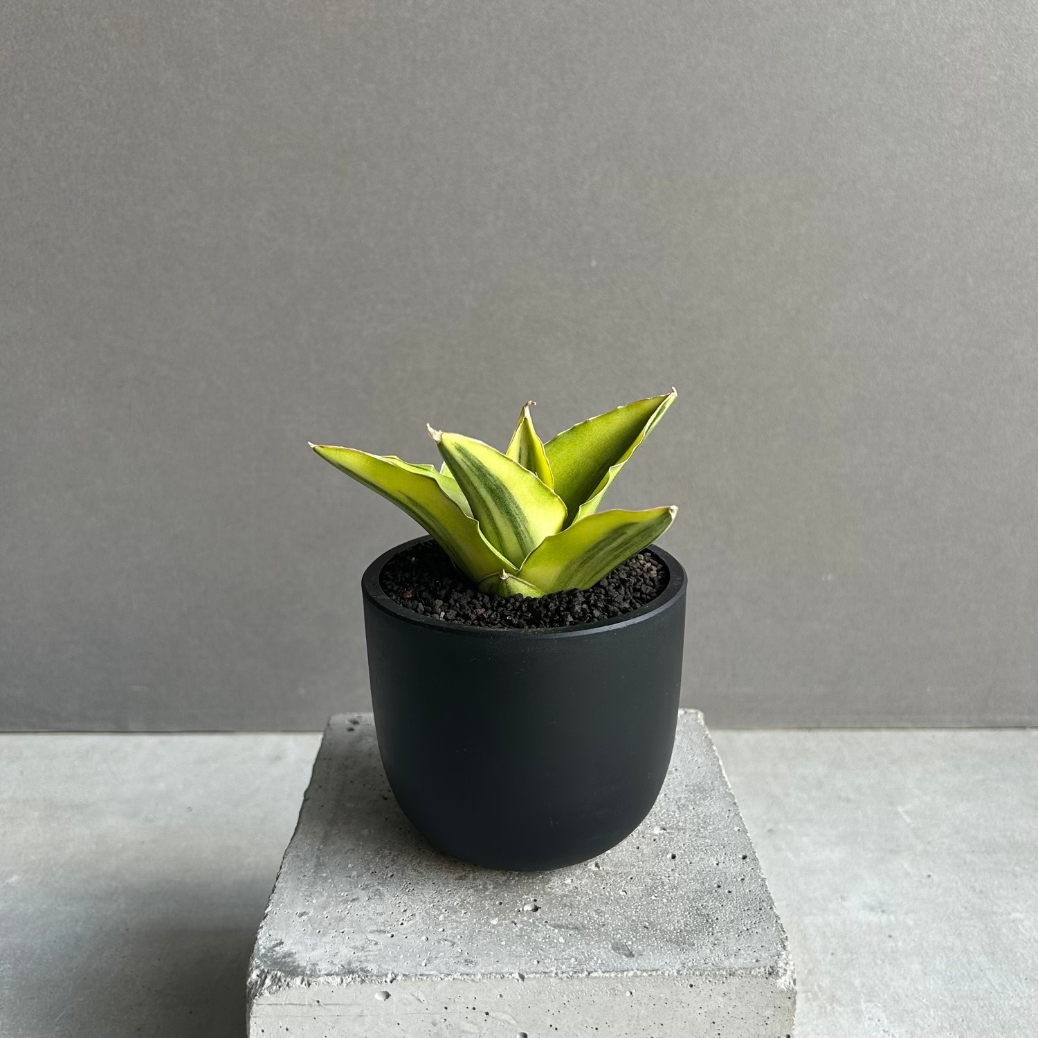 サンスベリア アンダマン 斑入 Sansevieria Andman Var サンセベリア アンダマン 斑入「Sansevieria Andaman Variegated 」