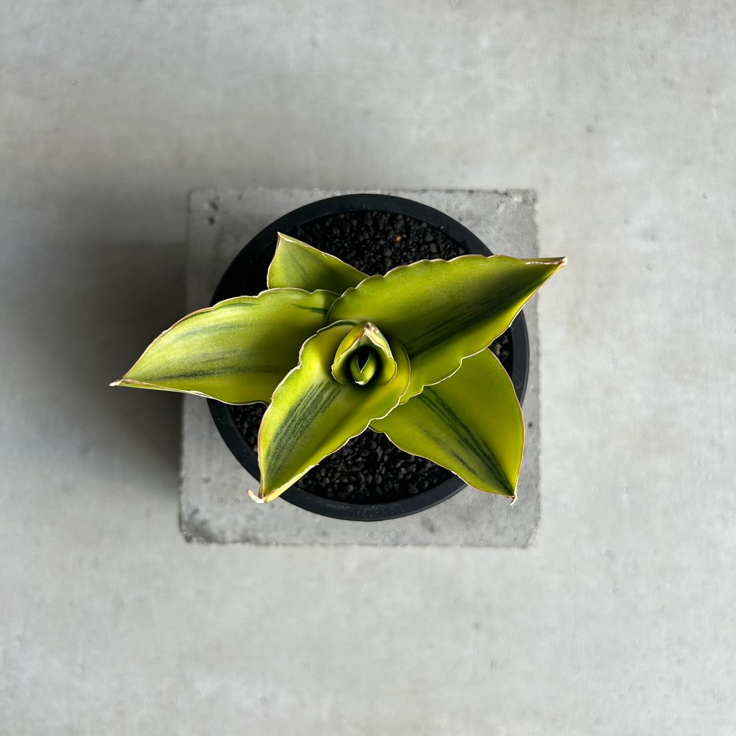 サンセベリア アンダマン 斑入「Sansevieria Andaman Variegated 」