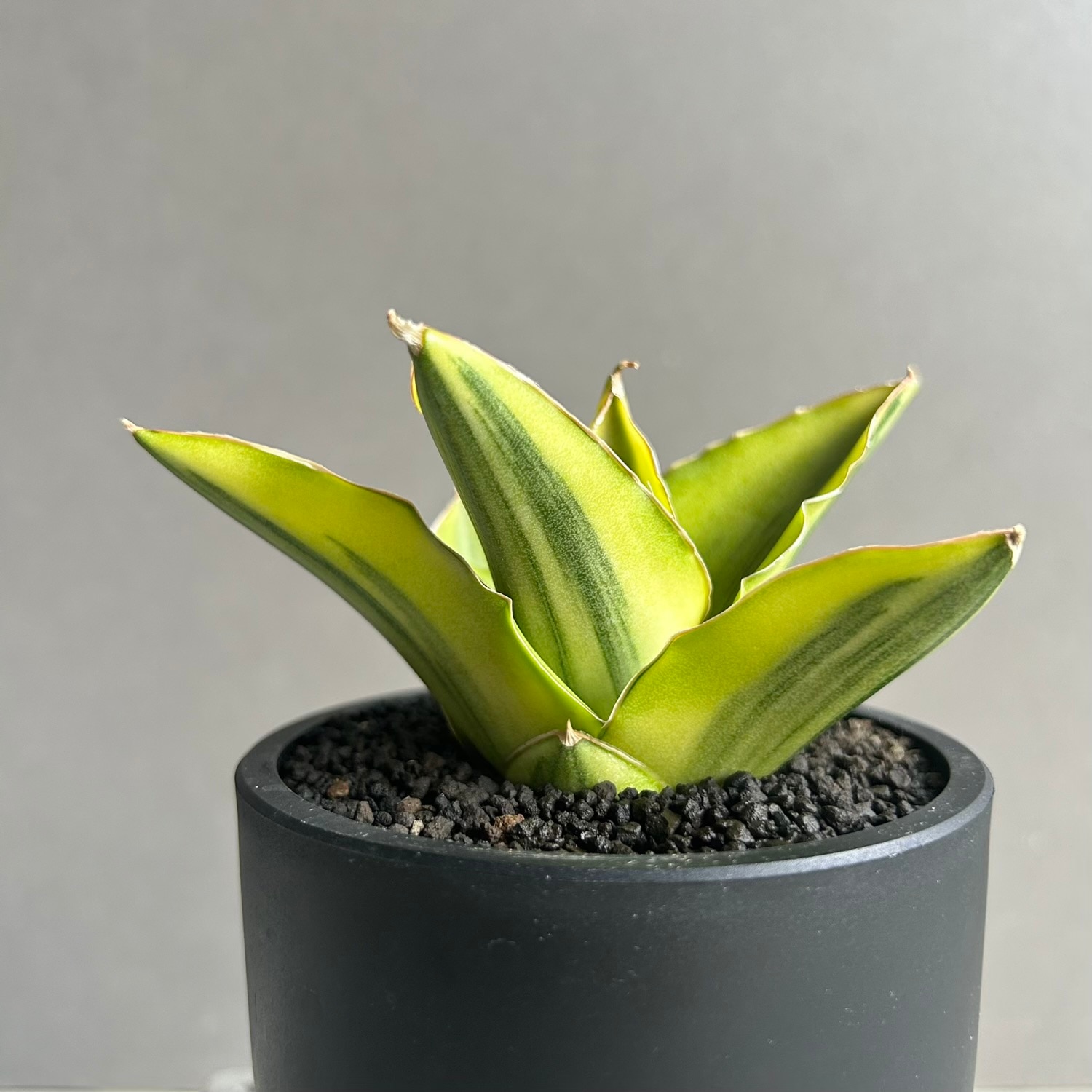 サンセベリア アンダマン 斑入「Sansevieria Andaman Variegated 」