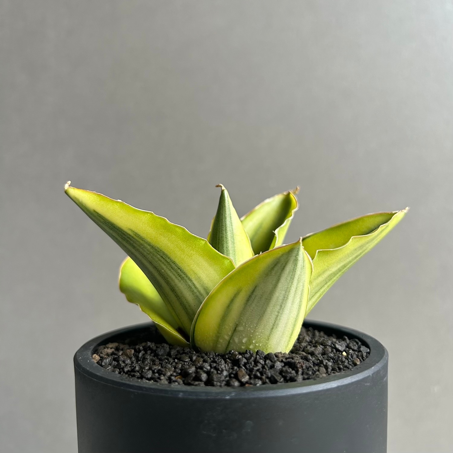 サンスベリア アンダマン 斑入 Sansevieria Andman Var サンセベリア アンダマン 斑入「Sansevieria Andaman Variegated 」