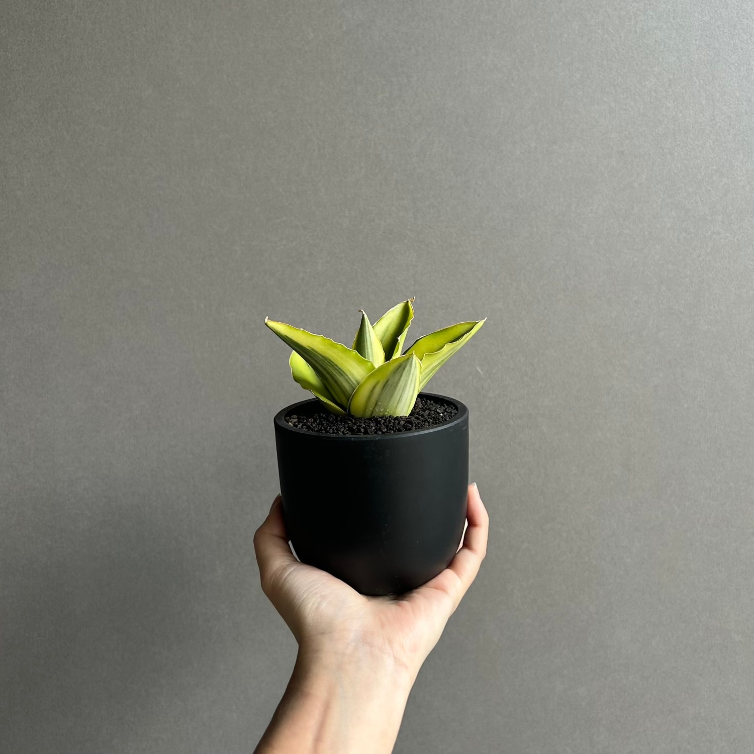 サンセベリア アンダマン 斑入「Sansevieria Andaman Variegated 」