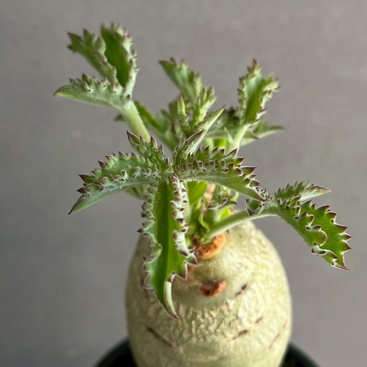 コラロカルプス（品種詳細不明）発根済み現地球 セールOFF 6399 「塊根植物」コラロカルプス 詳細品種不明 植え【発根