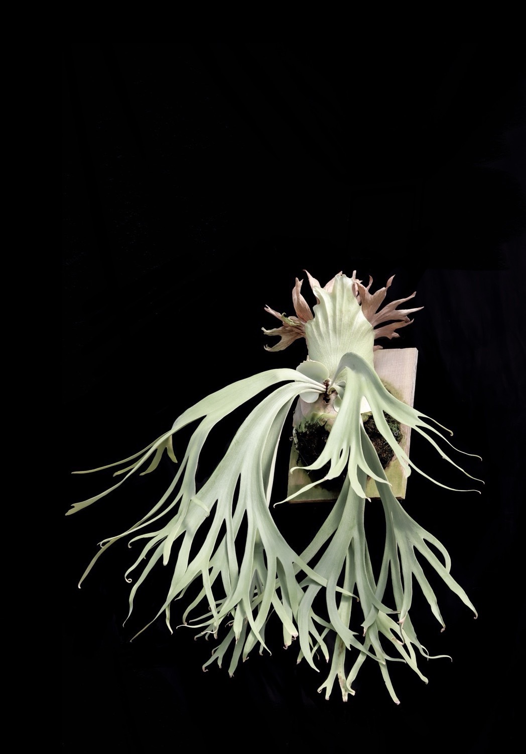 7月上旬～中旬お渡し【予約販売】全2株/ ≪Flower collection≫/ビカクシダ