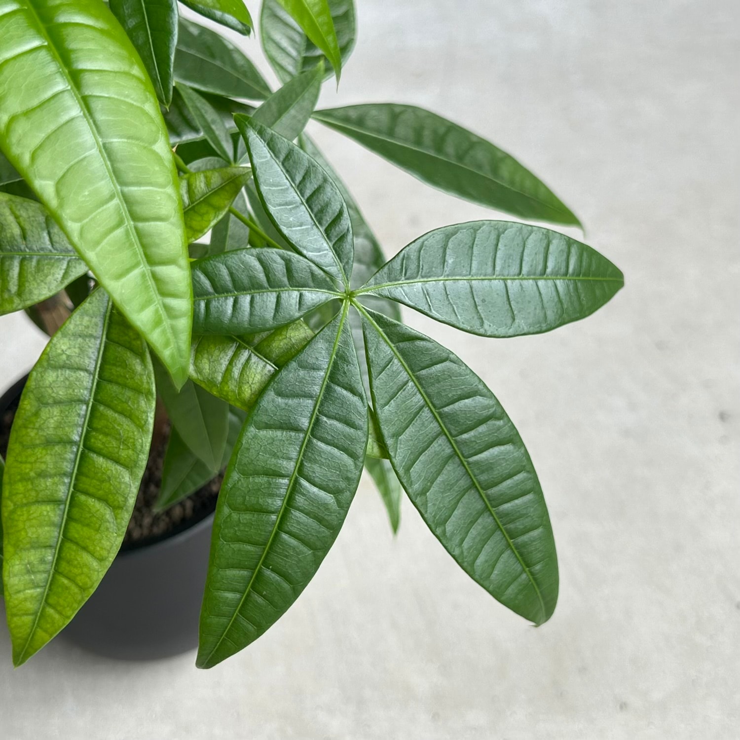 パキラ カービング（実生苗）｜個性的な樹形の観葉植物・インテリア