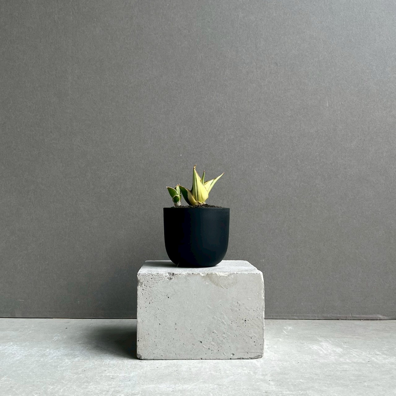 サンセベリア タワー 斑入 Sansevieria Tower Variegated｜美しい
