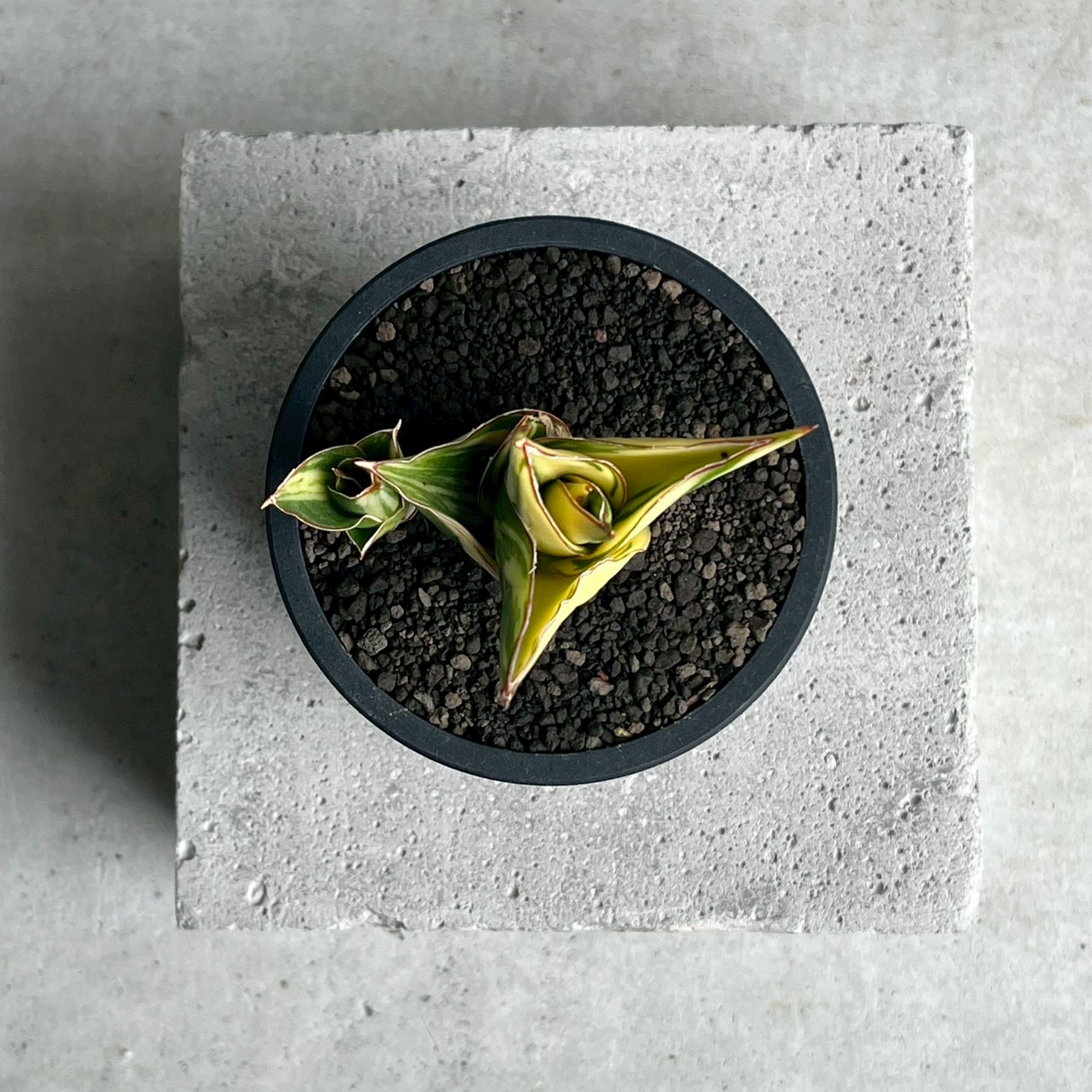 サンセベリア タワー 斑入 Sansevieria Tower Variegated｜美しい