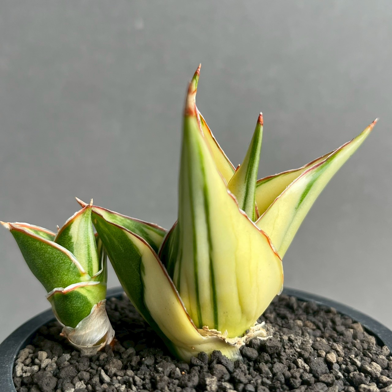 【大苗⭐︎ サンスベリア・タワー　バリエガータ　ムッチムチ！】（斑入り） サンセベリア タワー 斑入 Sansevieria Tower Variegated｜美しい