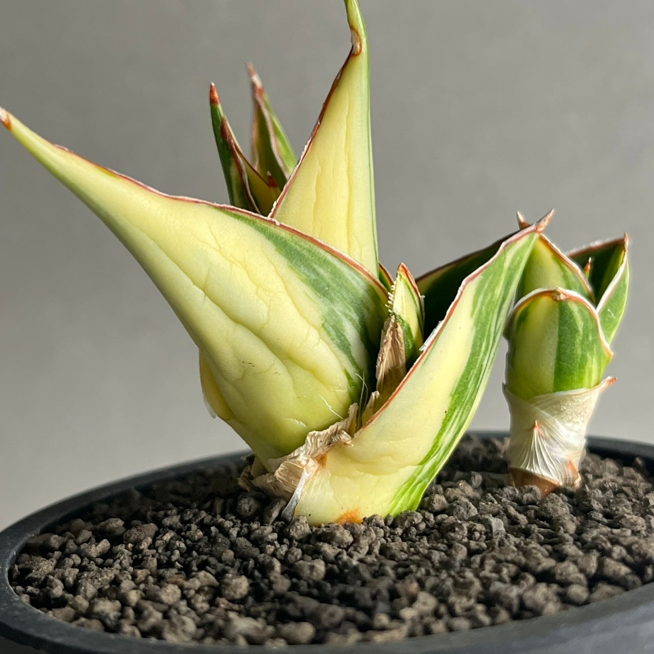 サンスベリア タワー 斑入 Tower Variegated サンセベリア タワー 斑入 Sansevieria Tower Variegated｜美しい