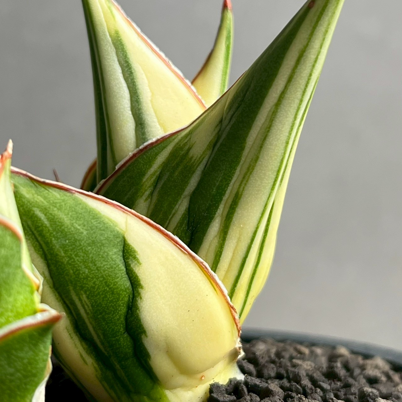 サンセベリア タワー 斑入 Sansevieria Tower Variegated｜美しい