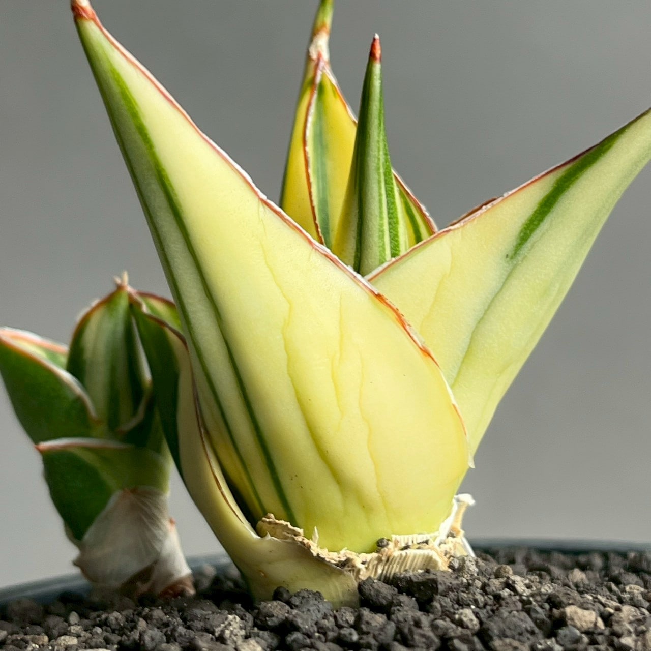 サンスベリア タワー 斑入 Tower Variegated サンセベリア タワー 斑入 Sansevieria Tower Variegated｜美しい