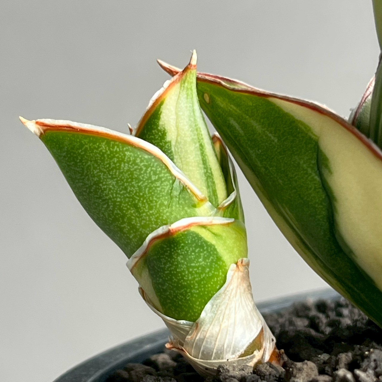 サンセベリア タワー 斑入 Sansevieria Tower Variegated｜美しい