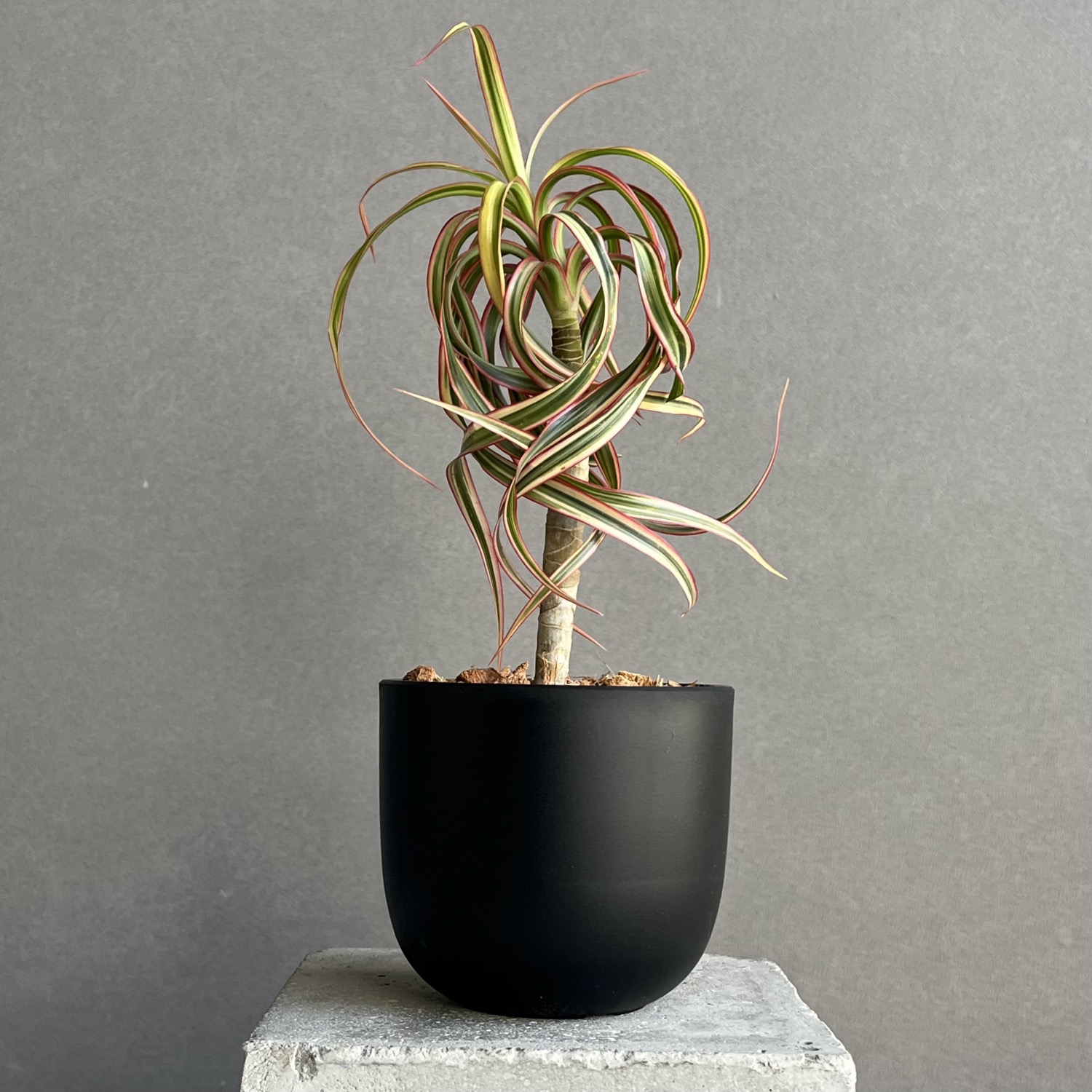 Dracaena concinne ‘Kuhnty' 2_000000000333.jpg?1773109580