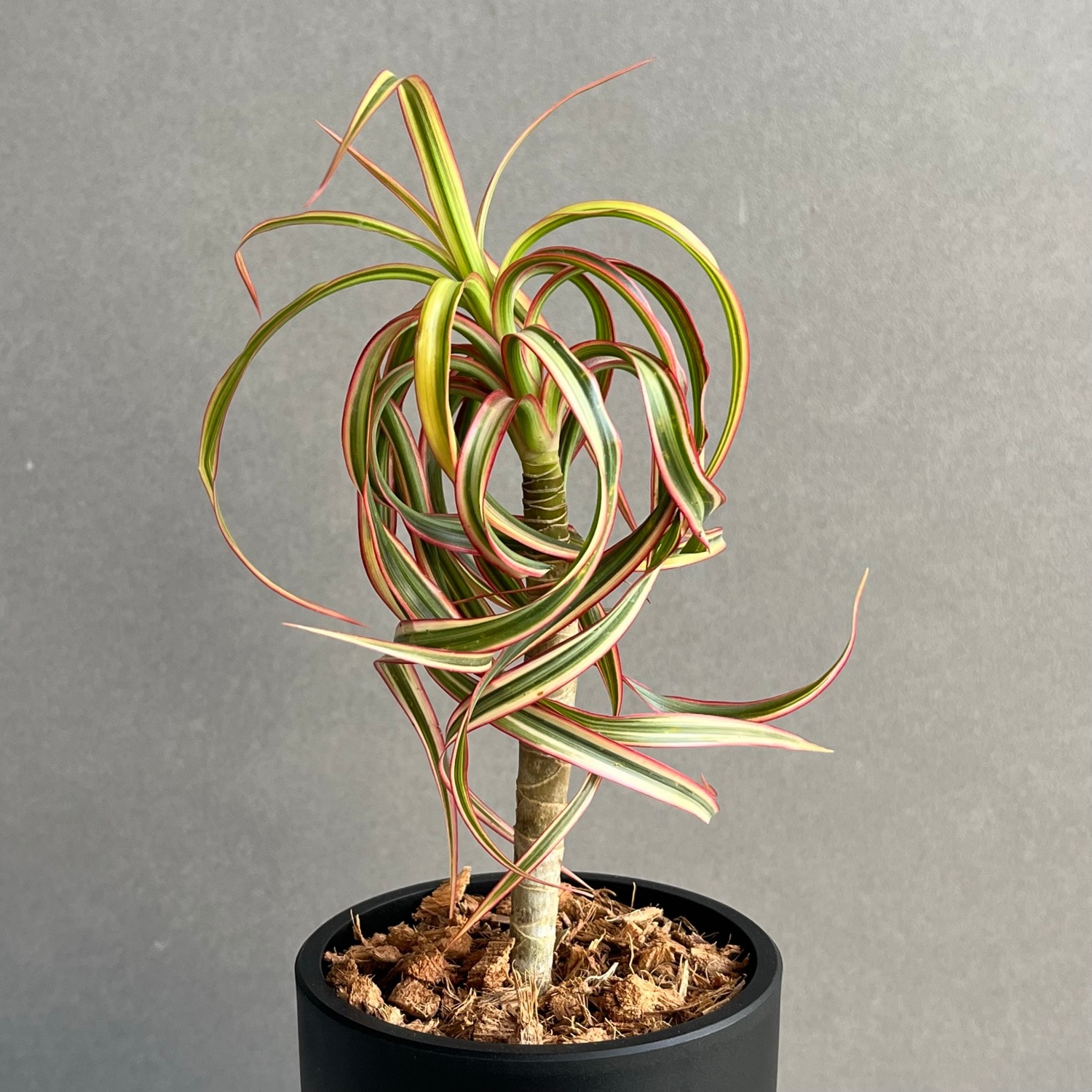 Dracaena concinne ‘Kuhnty' 4_000000000333.jpg?1773109580